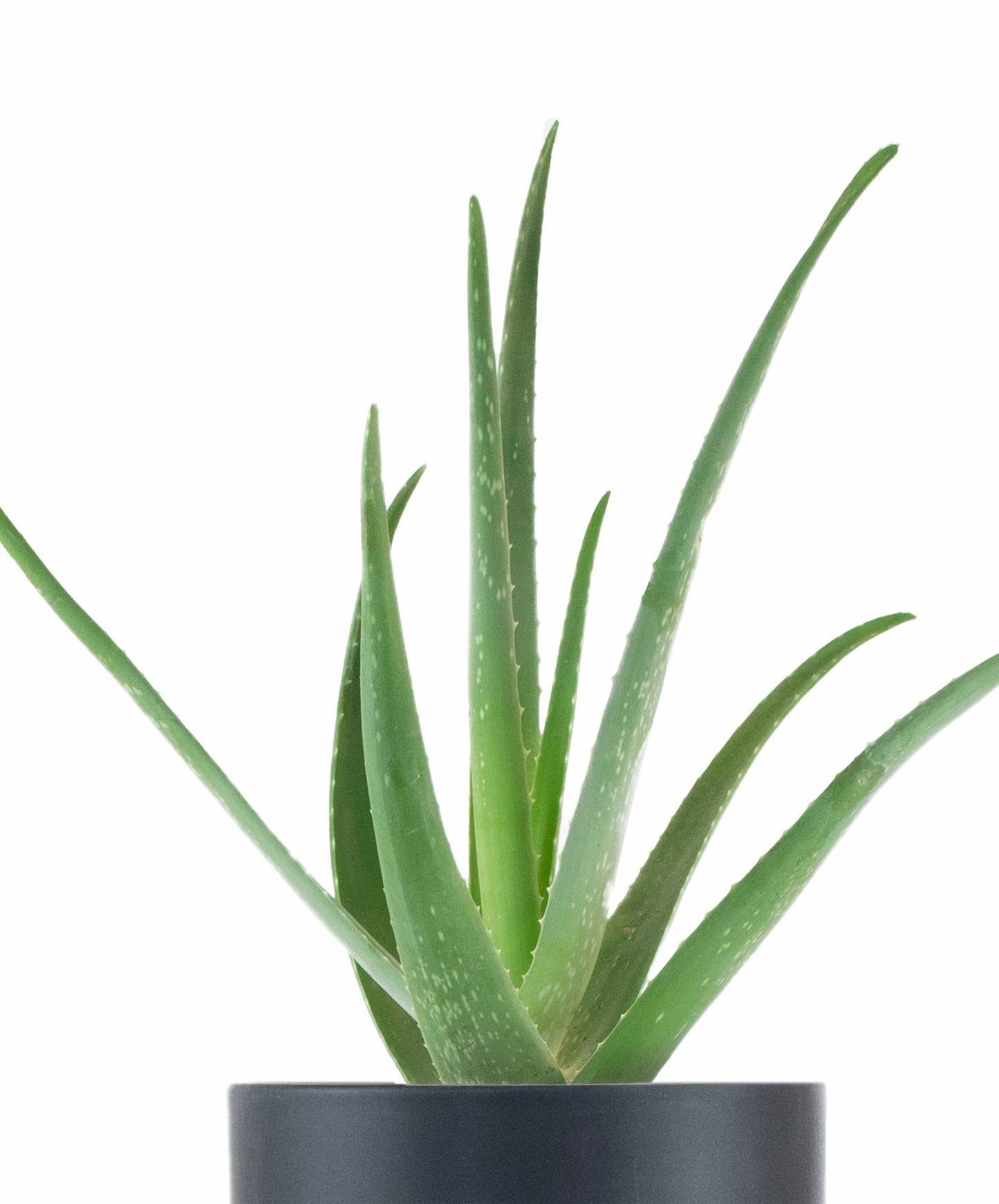 Aloe Vera House Plant in Black Ceramic Cylinder Planter