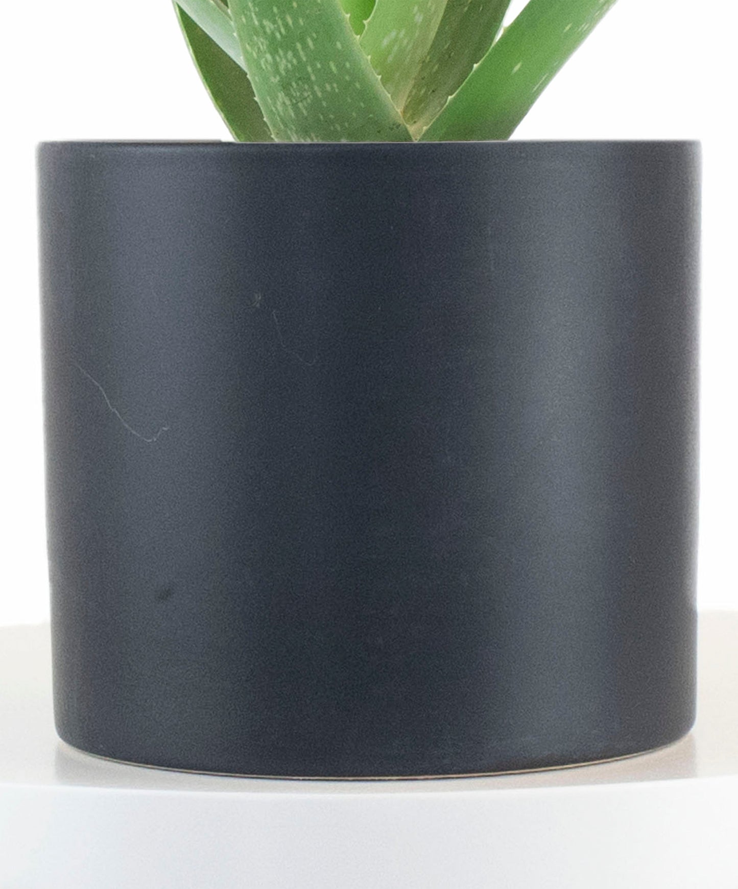 Aloe Vera House Plant in Black Ceramic Cylinder Planter