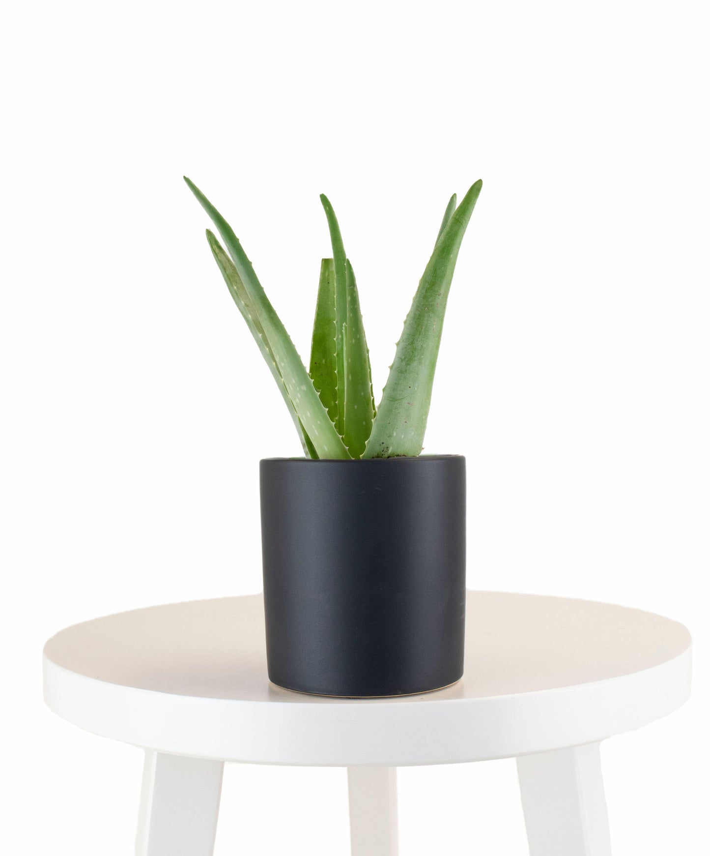 Aloe Vera House Plant in Black Ceramic Cylinder Planter