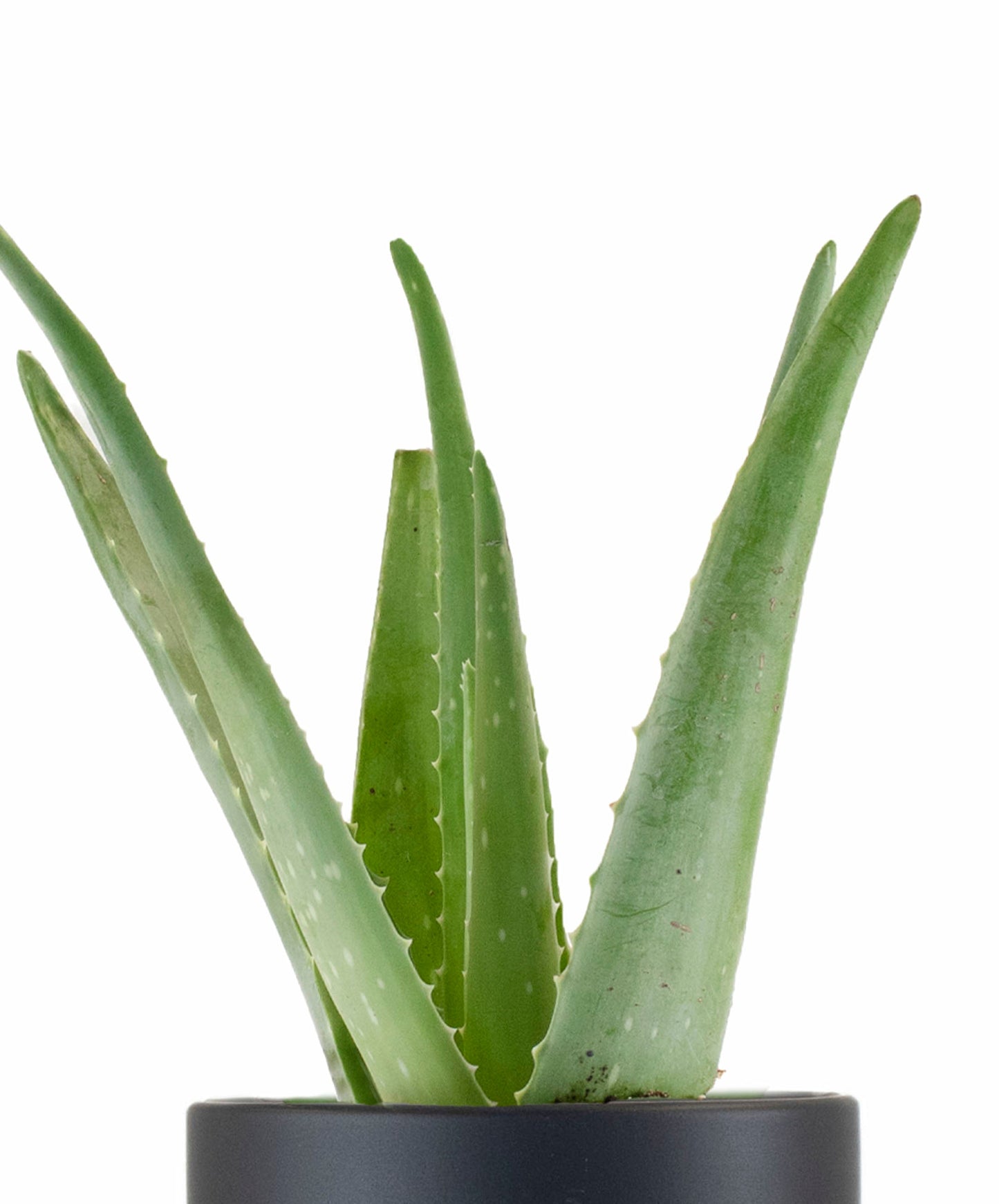 Aloe Vera House Plant in Black Ceramic Cylinder Planter