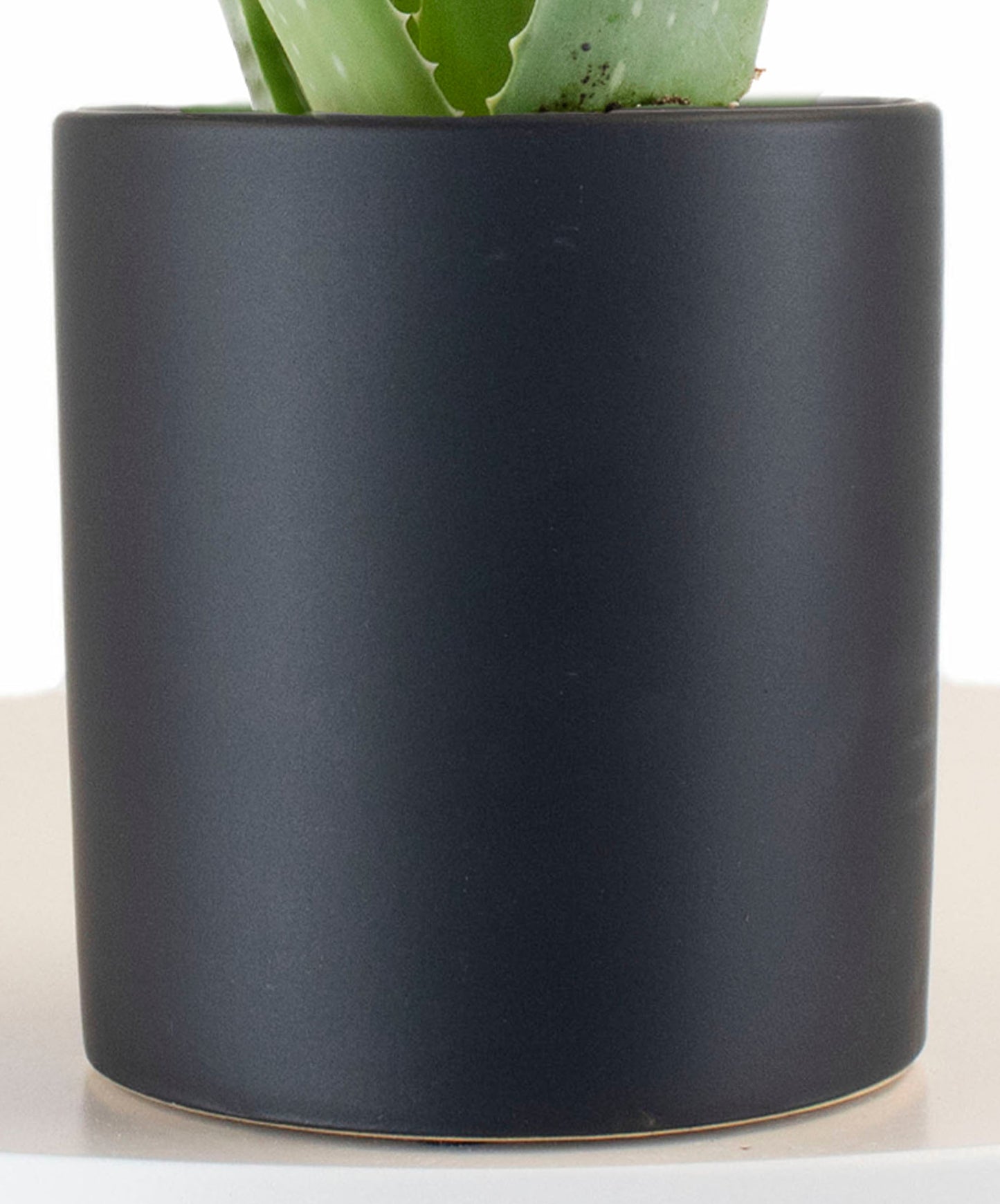 Aloe Vera House Plant in Black Ceramic Cylinder Planter