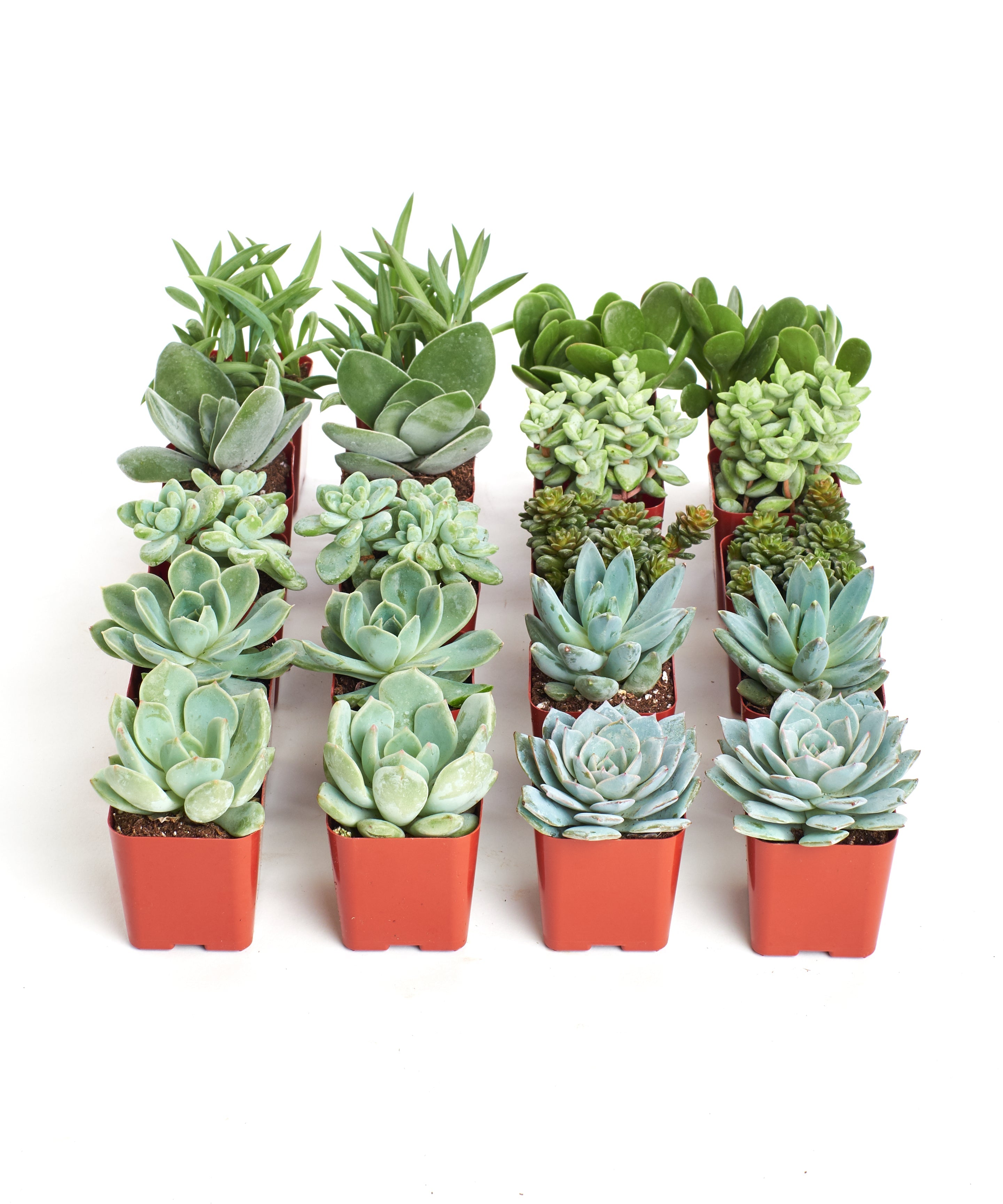 Shop Succulents | Blue/Green Live Plants, Hand Selected Variety Pack of Mini Succulents