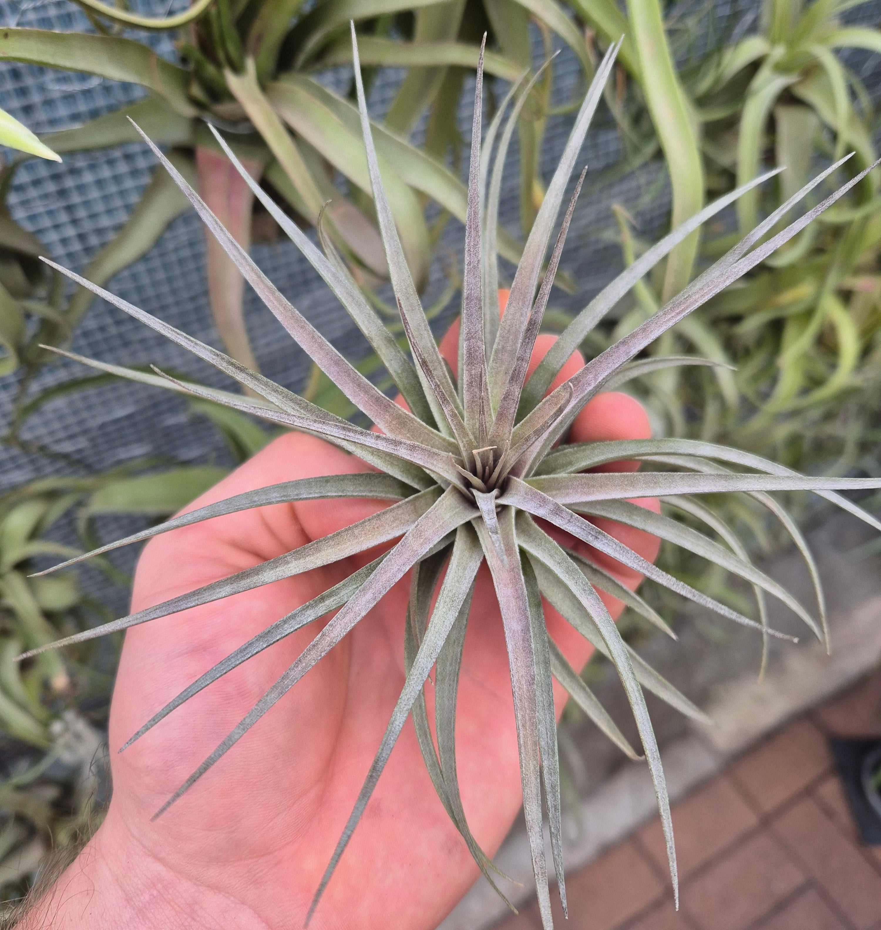 air plant stricta Tillandsia Stricta x Aeranthos – Air Plant Direct