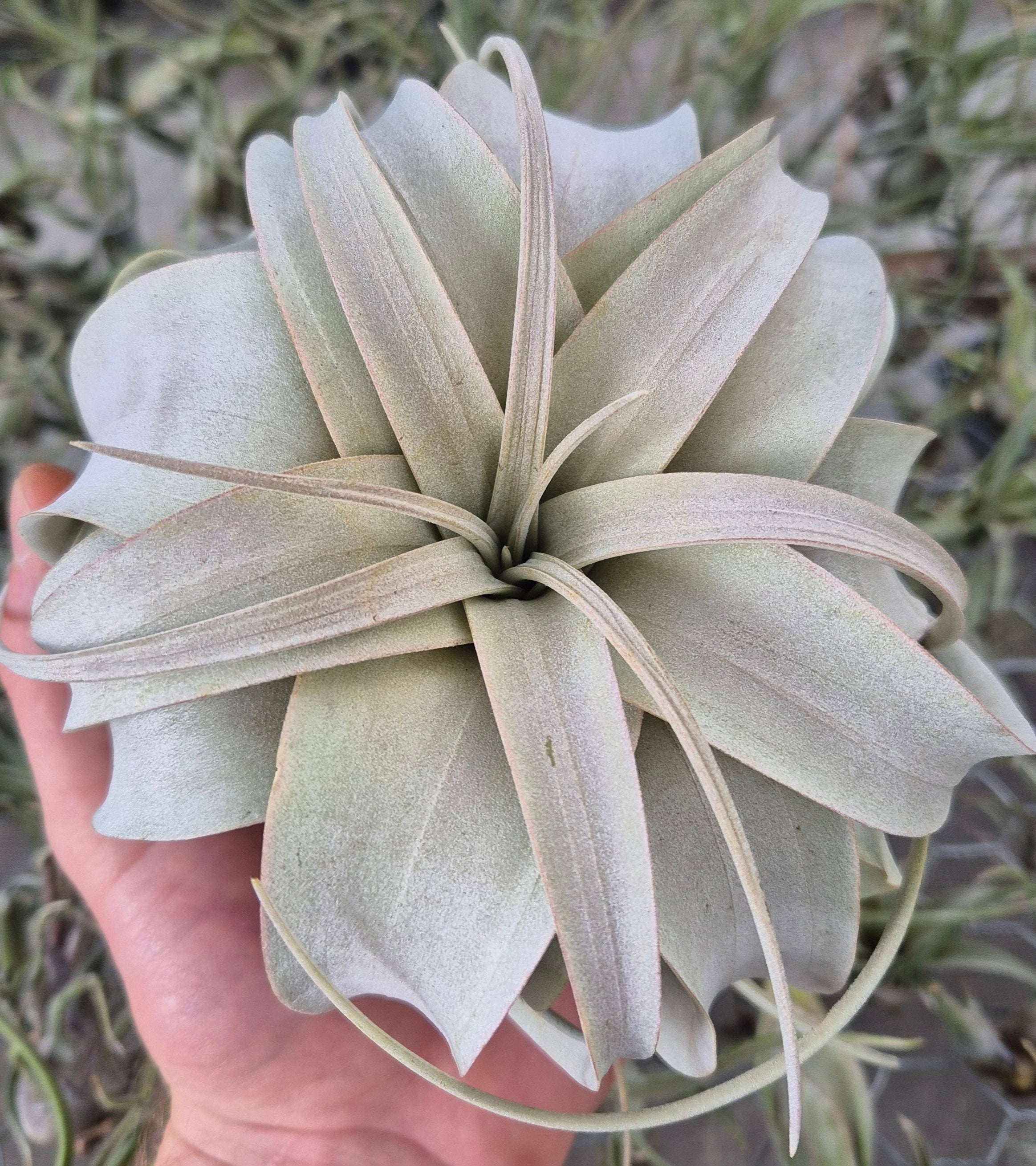 air plant tillandsia xerographica Tillandsia Xerographica – Air Plant Direct