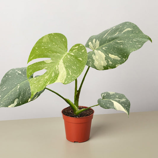 Monstera 'Thai Constellation'