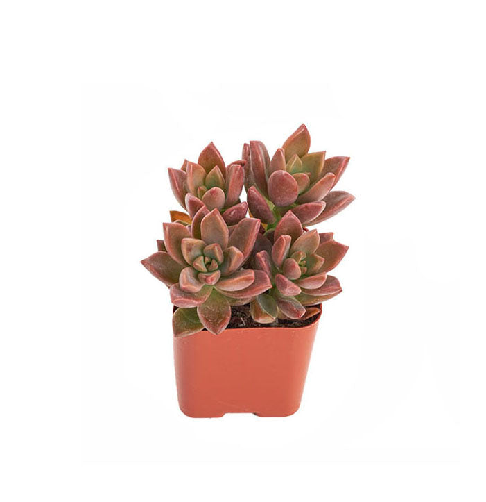graptosedum succulent care Graptosedum 'Vera Higgins' – Air Plant Direct