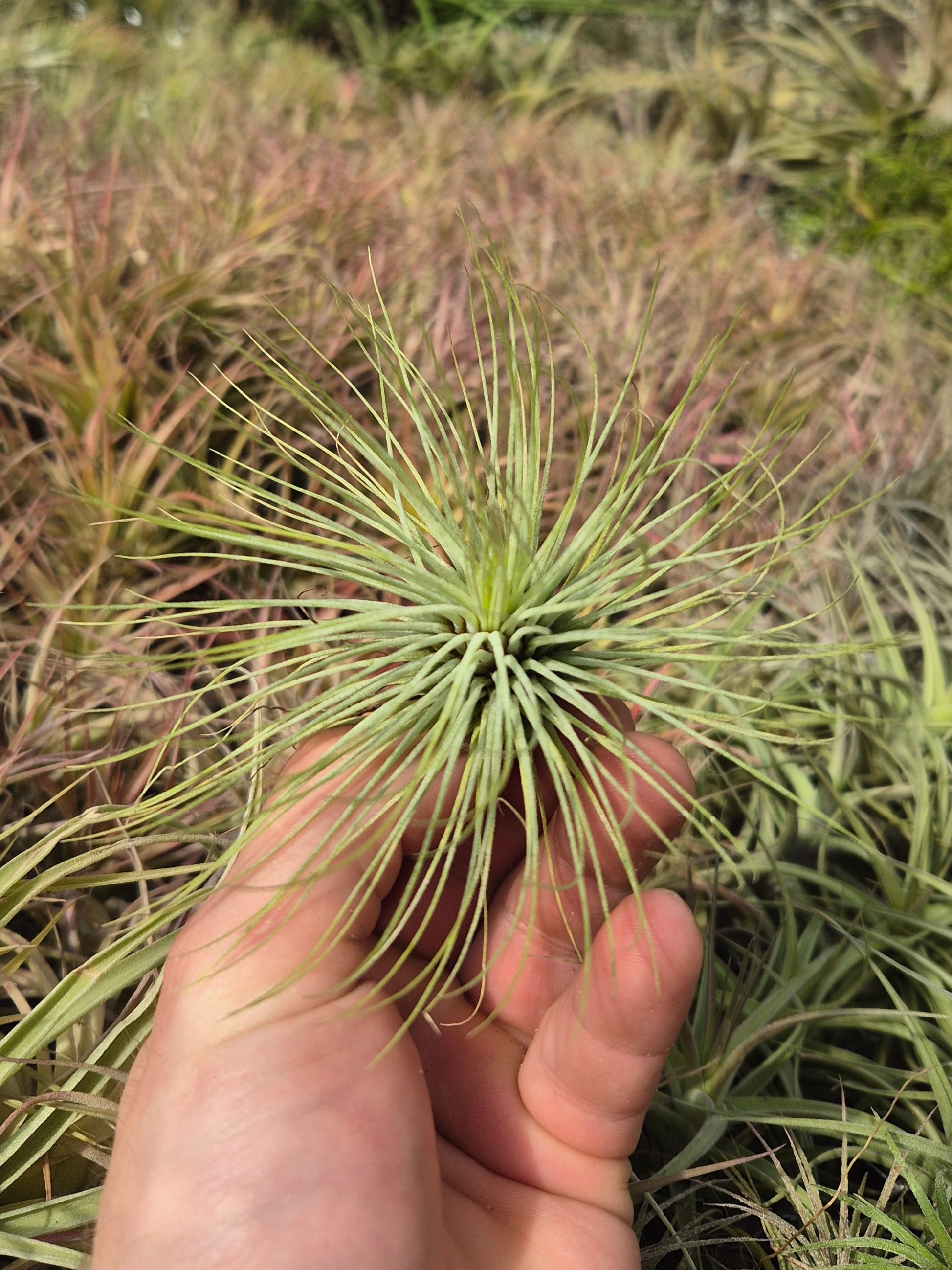 andreana air plant Tillandsia Andreana – Air Plant Direct