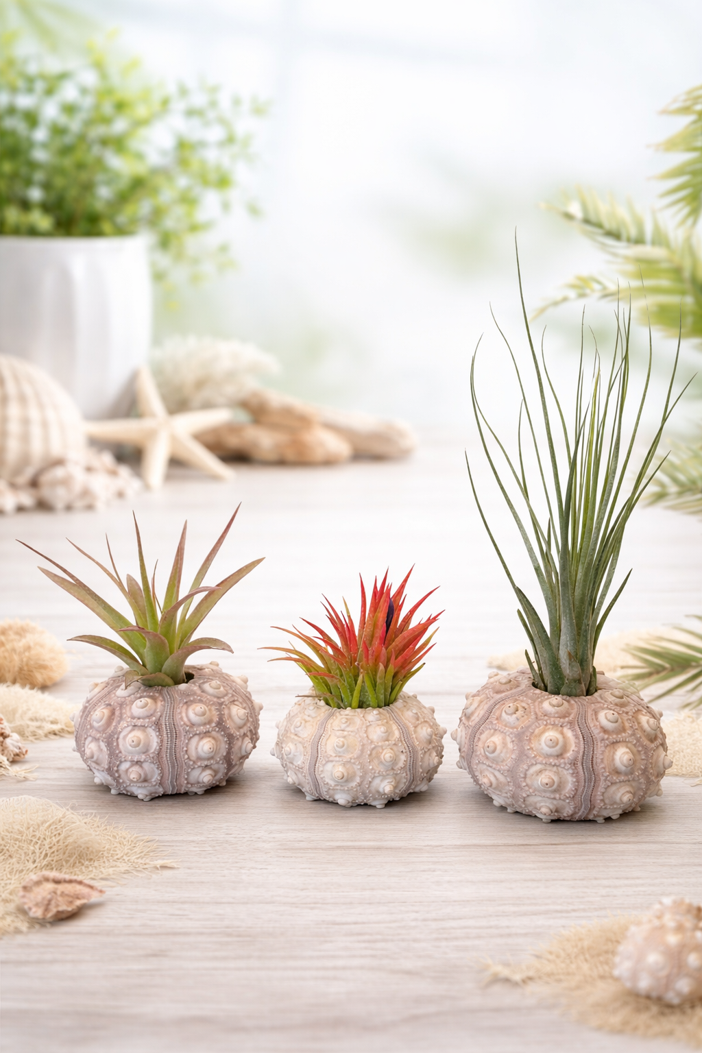 Air Plant Trio in Sea Urchin Shells – 3 Pack Tillandsia Set