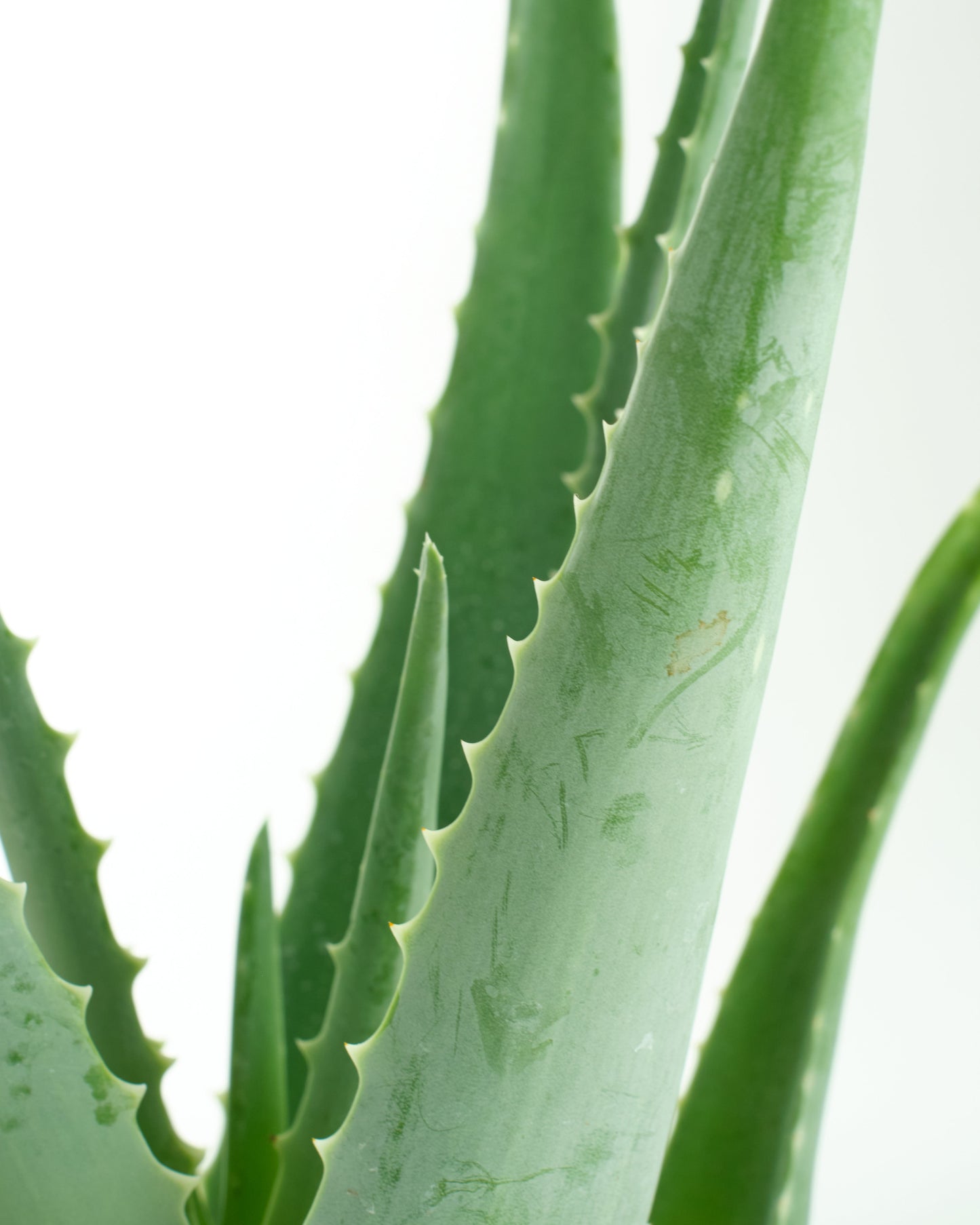 Aloe Vera Plant
