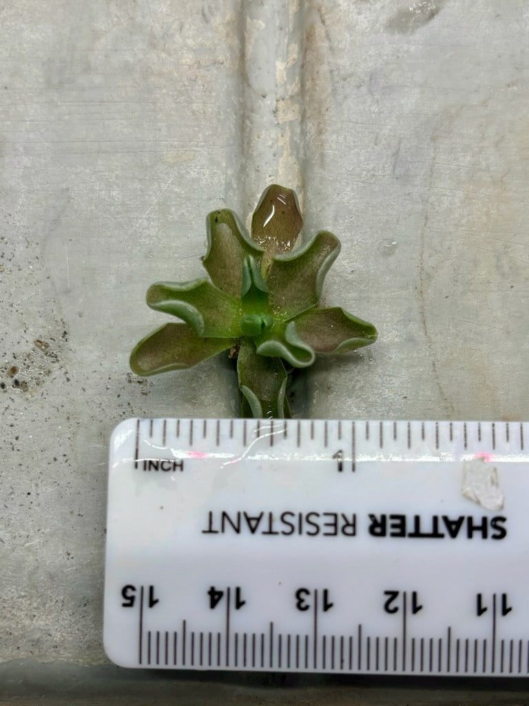 Pinguicula Rotuniflora - Carnivorous Plant Giant Butterwort