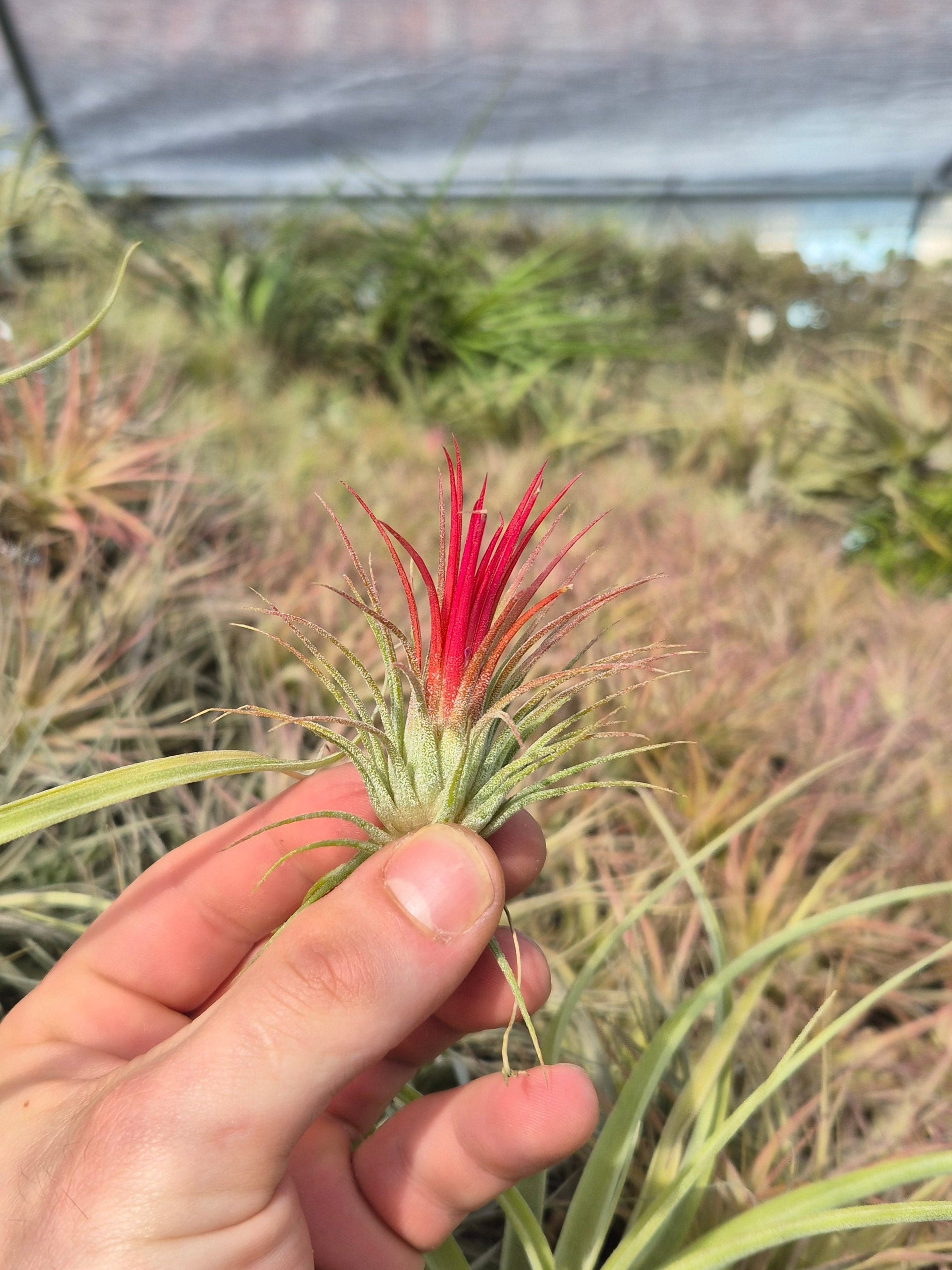tillandsia ionantha air plant Tillandsia Ionantha Fuego – Air Plant Direct