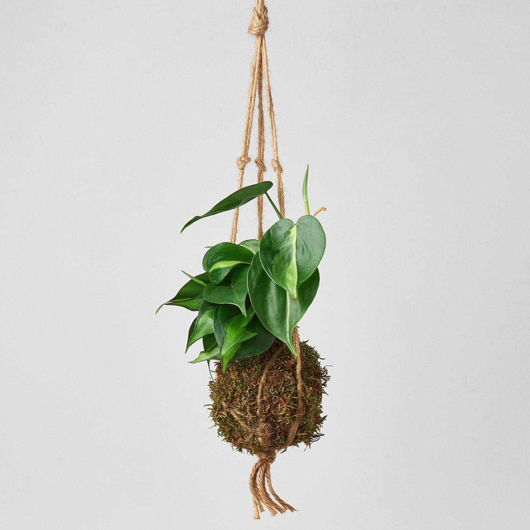 air plant ball Kokedama Moss Ball Hanging Plant – Air Plant Direct