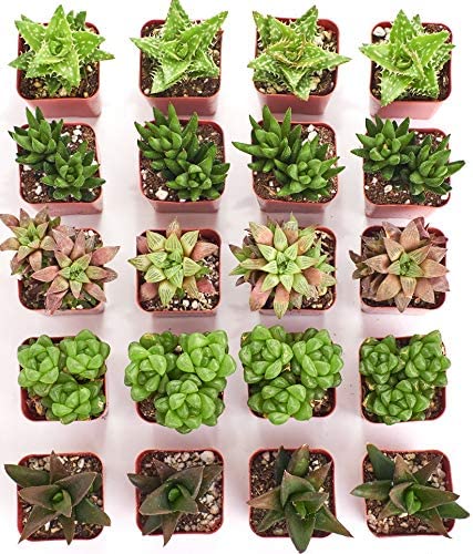 Assorted Mini Aloe & Haworthia Collection