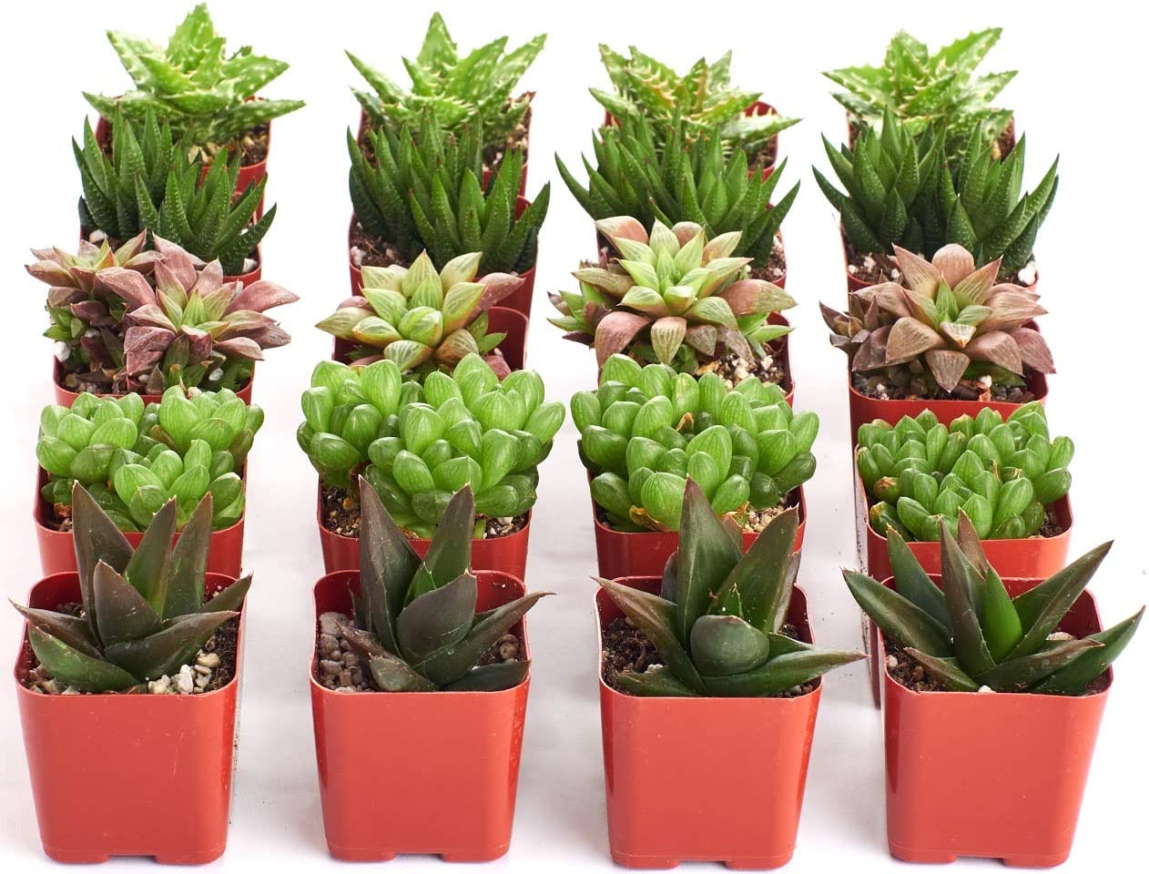 Assorted Mini Aloe & Haworthia Collection