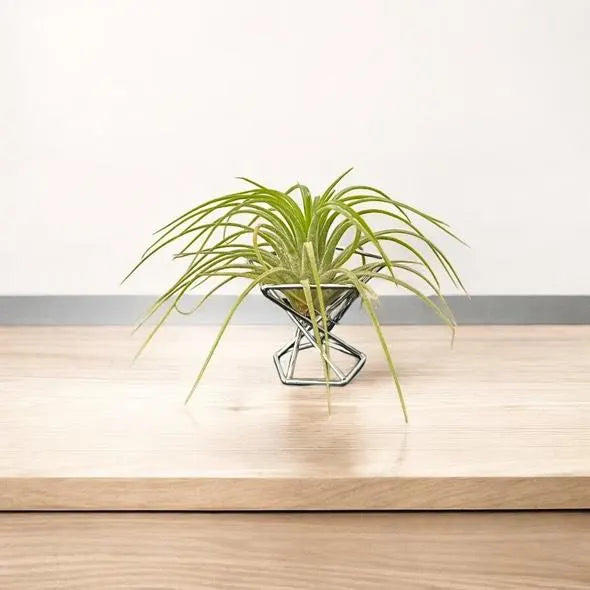 Mini Plant Stands – Small Metal Plant Holders for Indoor Planters – Boho, Rustic, Mid-Century Display Stands for Air Plants
