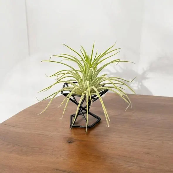 Mini Plant Stands – Small Metal Plant Holders for Indoor Planters – Boho, Rustic, Mid-Century Display Stands for Air Plants