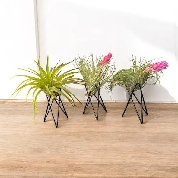 Geometric Air Plant Stand β Modern Metal Plant Holder with Live Tillandsia β Minimalist Desk or Shelf Decor