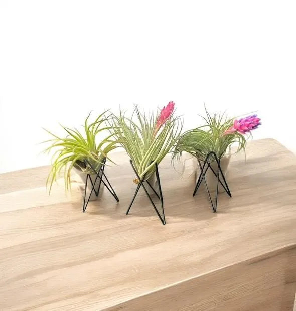 Geometric Air Plant Stand β Modern Metal Plant Holder with Live Tillandsia β Minimalist Desk or Shelf Decor