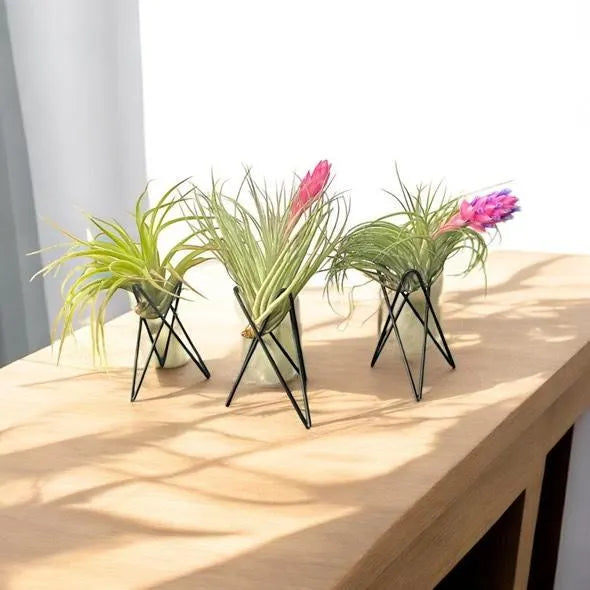 Geometric Air Plant Stand β Modern Metal Plant Holder with Live Tillandsia β Minimalist Desk or Shelf Decor