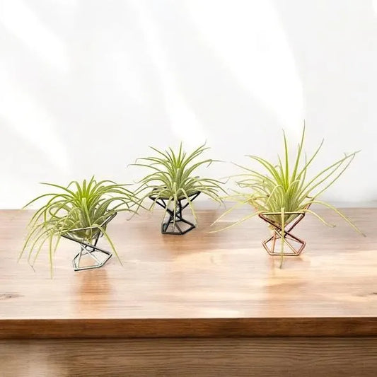 Mini Plant Stands – Small  Metal Plant Holders for Indoor Planters – Boho, Rustic, Mid-Century Display Stands for Air Plants