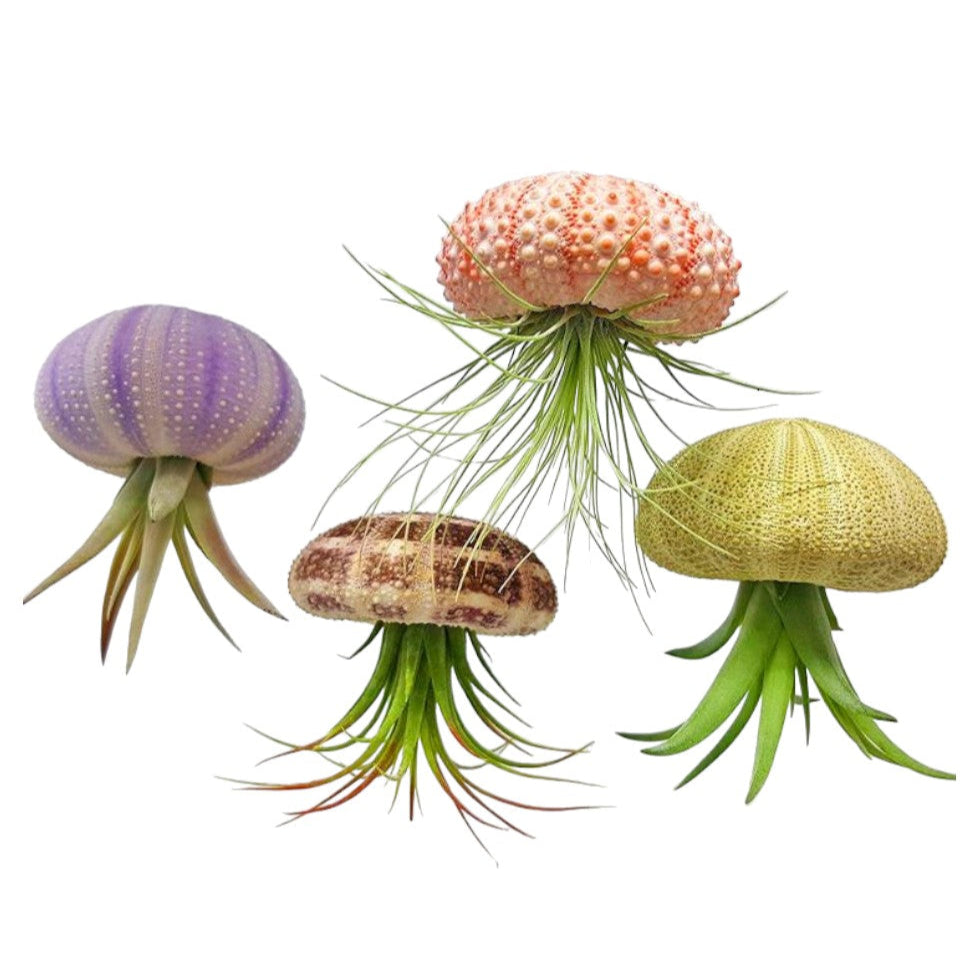 air jelly plant Hanging Sea Urchin Air Plant Jelly Fish!
