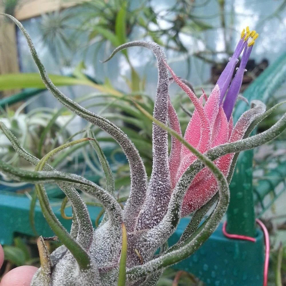 pruinosa air plant Tillandsia Pruinosa Air plant – Air Plant Direct