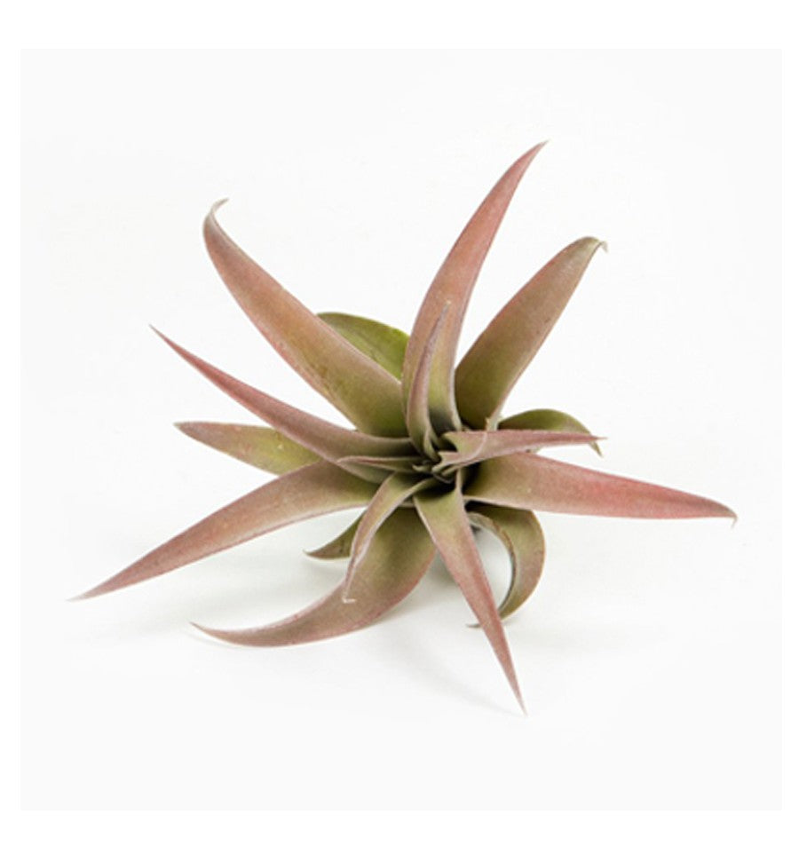 capitata air plant Tillandsia Capitata Peach – Air Plant Direct