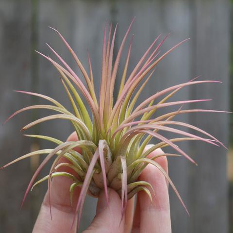 rubra air plant Tillandsia Ionantha Rubra air plant – Air Plant Direct