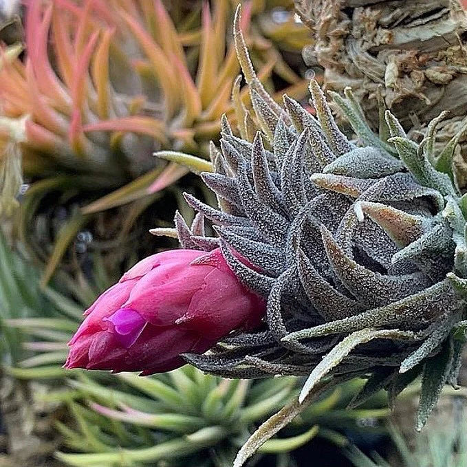 air plant care