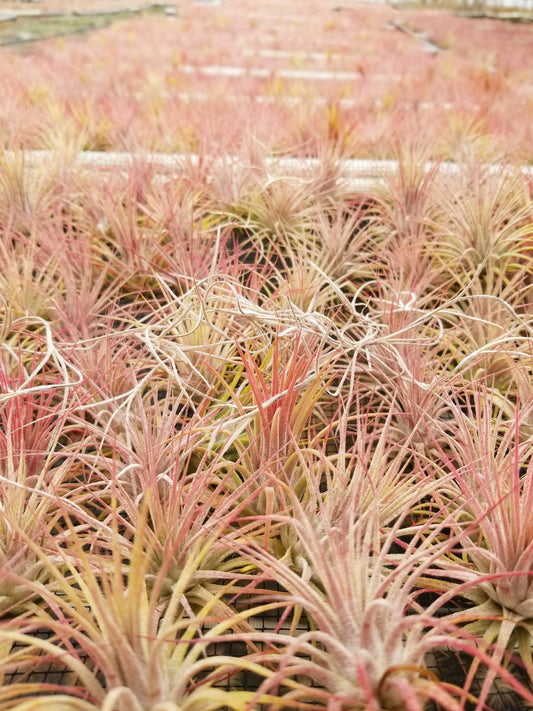 Tillandsia Trichomes