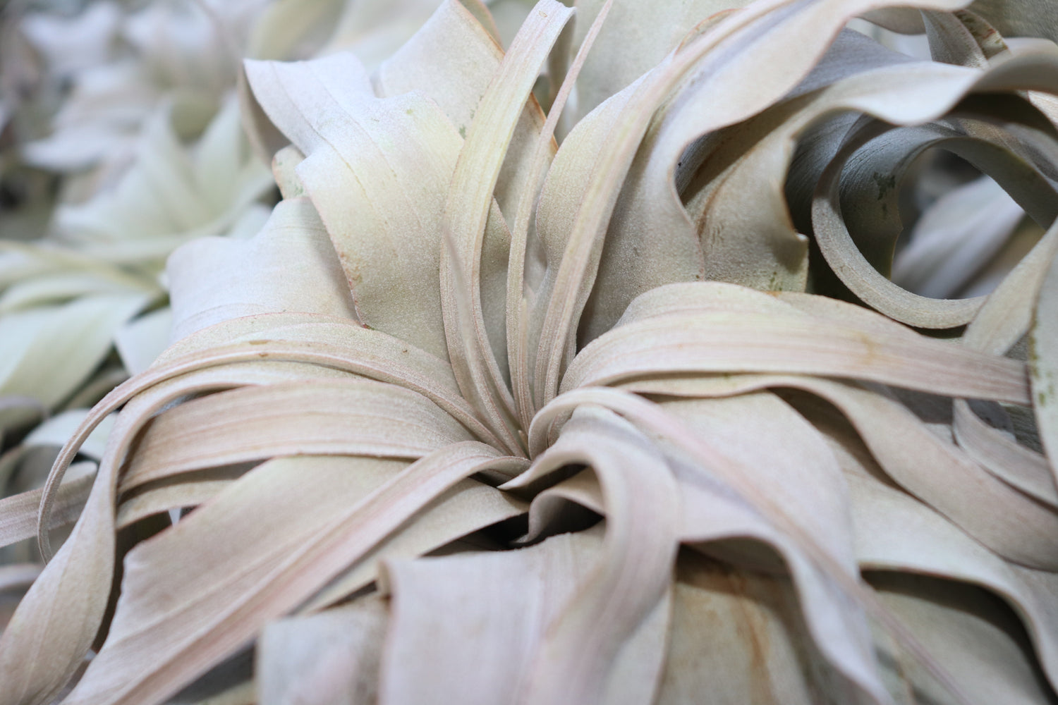 Air plants (Tillandsia) displayed in modern holders – easy-care, soil-free houseplants perfect for home decor, terrariums, and small spaces. Low maintenance indoor plants ideal for beginners, gifts, or unique plant displays