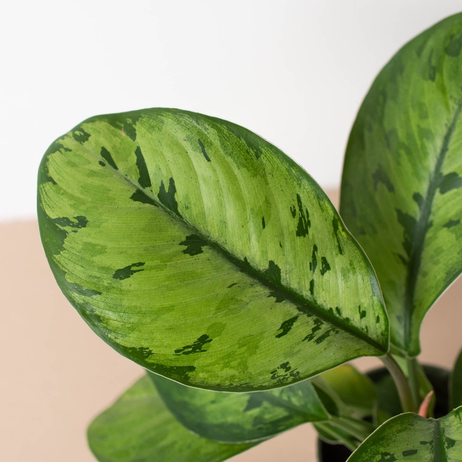 Healthy indoor house plant in decorative pot – low maintenance greenery perfect for home or office decor. Ideal for air purification, apartment living, and modern interior design. Best indoor plant for beginners and plant lovers.