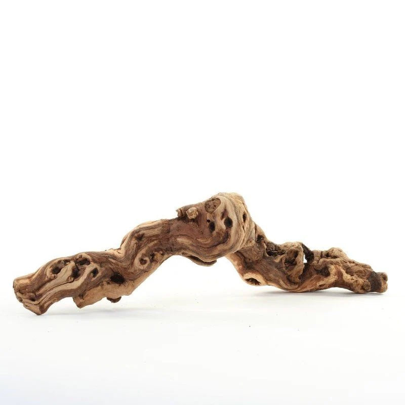 Air plants (Tillandsia) displayed on natural grapewood with modern accessories – soil-free, low-maintenance decor perfect for indoor plant styling, terrariums, and unique home displays. Ideal for plant lovers and modern interior design