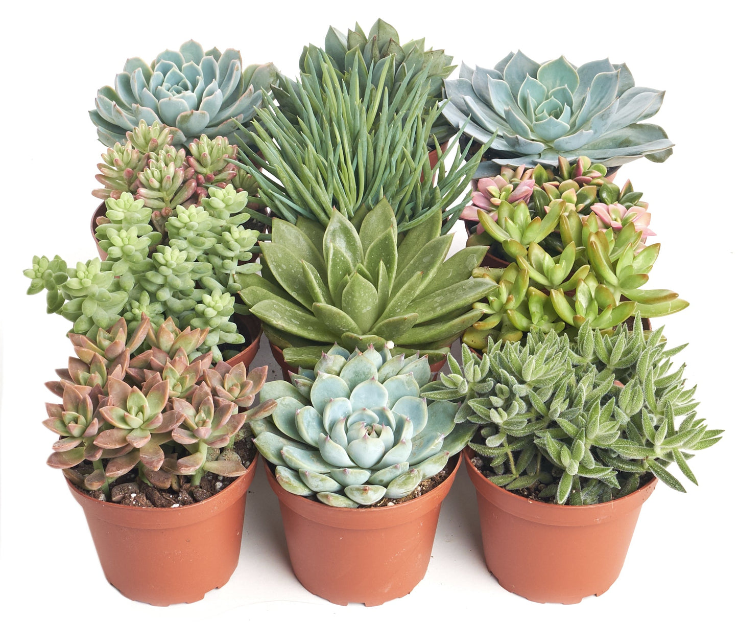 Assorted Medium Succulent Collection