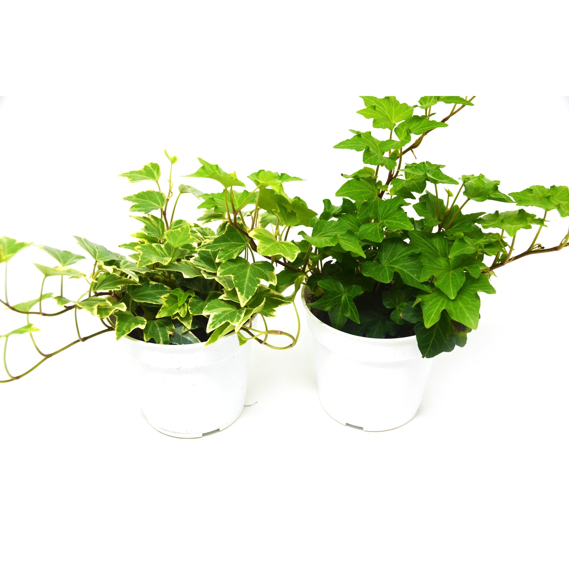 english ivy indoor plant near me 2 English Ivy Variety Pack - Live House Plant - FREE Care Guide