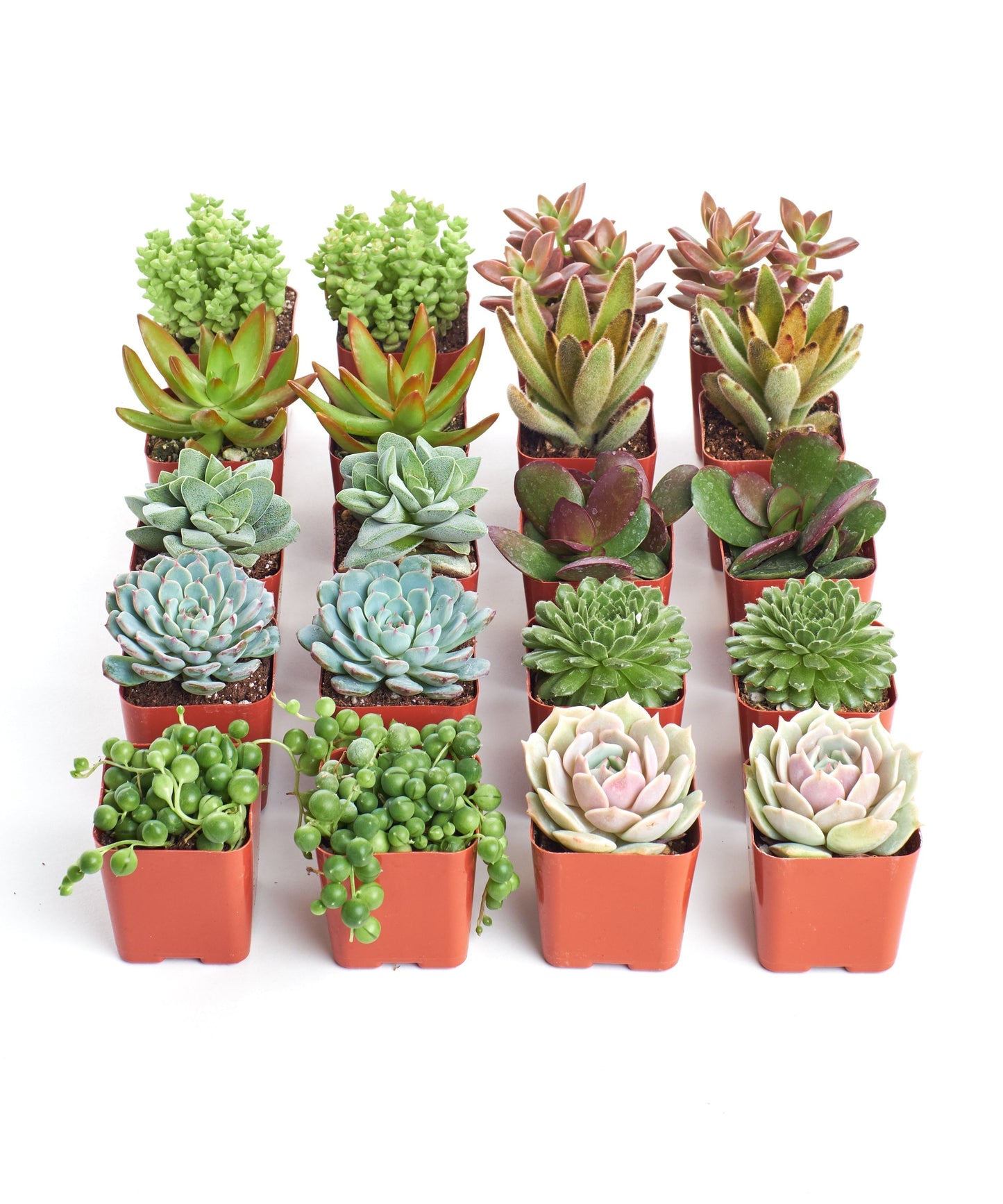Assorted Mini Succulent Collection