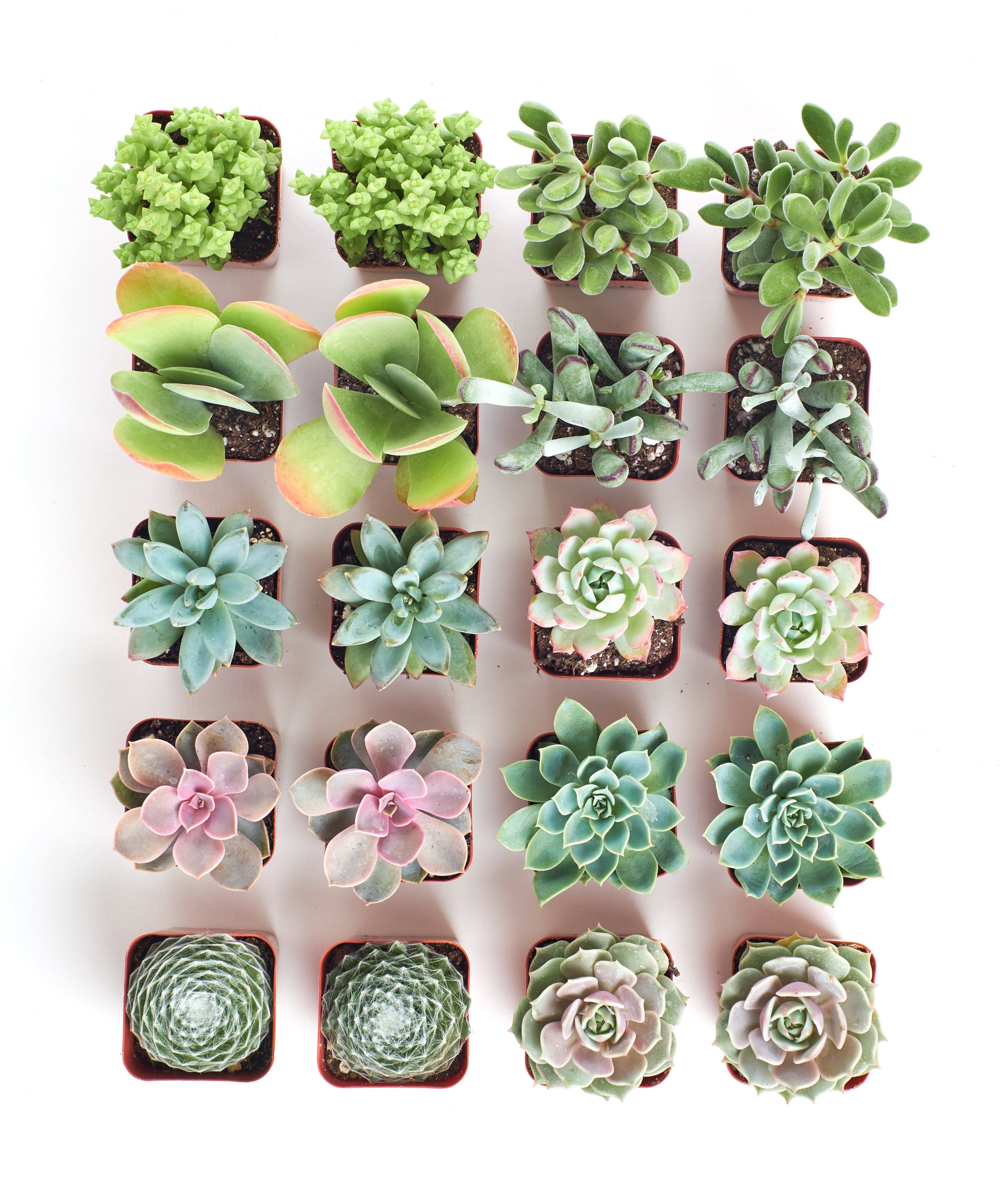 succulents pastel Pastel Mini Succulent Collection – Air Plant Direct