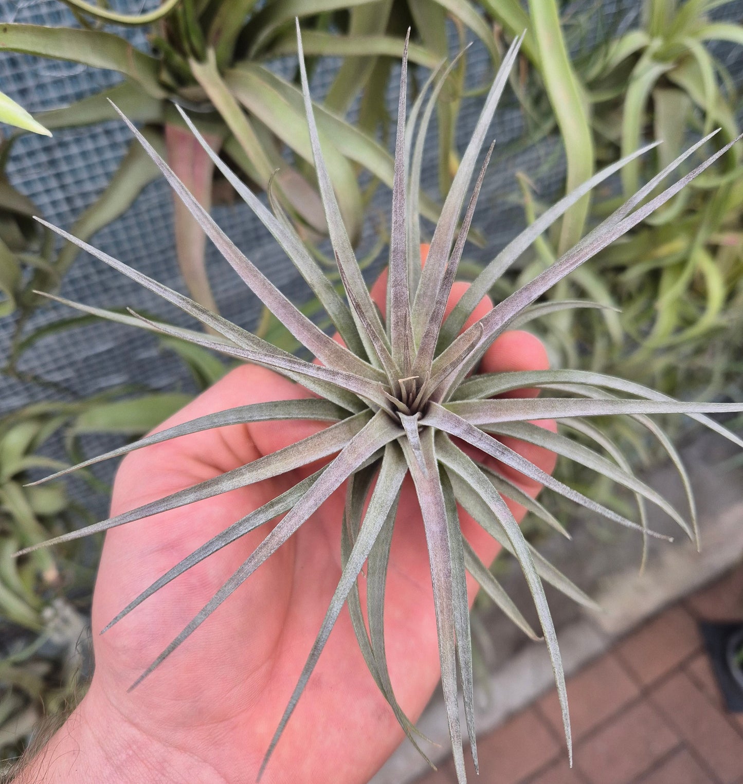 Tillandsia Stricta x Aeranthos