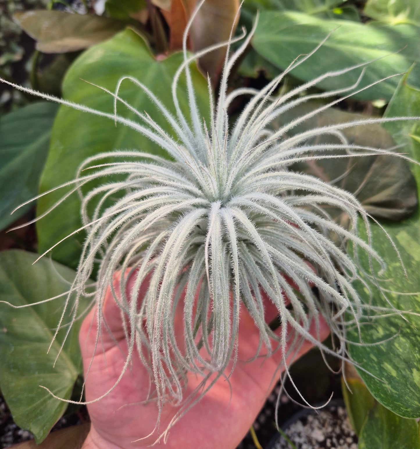 Tillandsia Tectorum