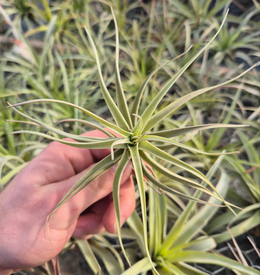 Tillandsia Aeranthos