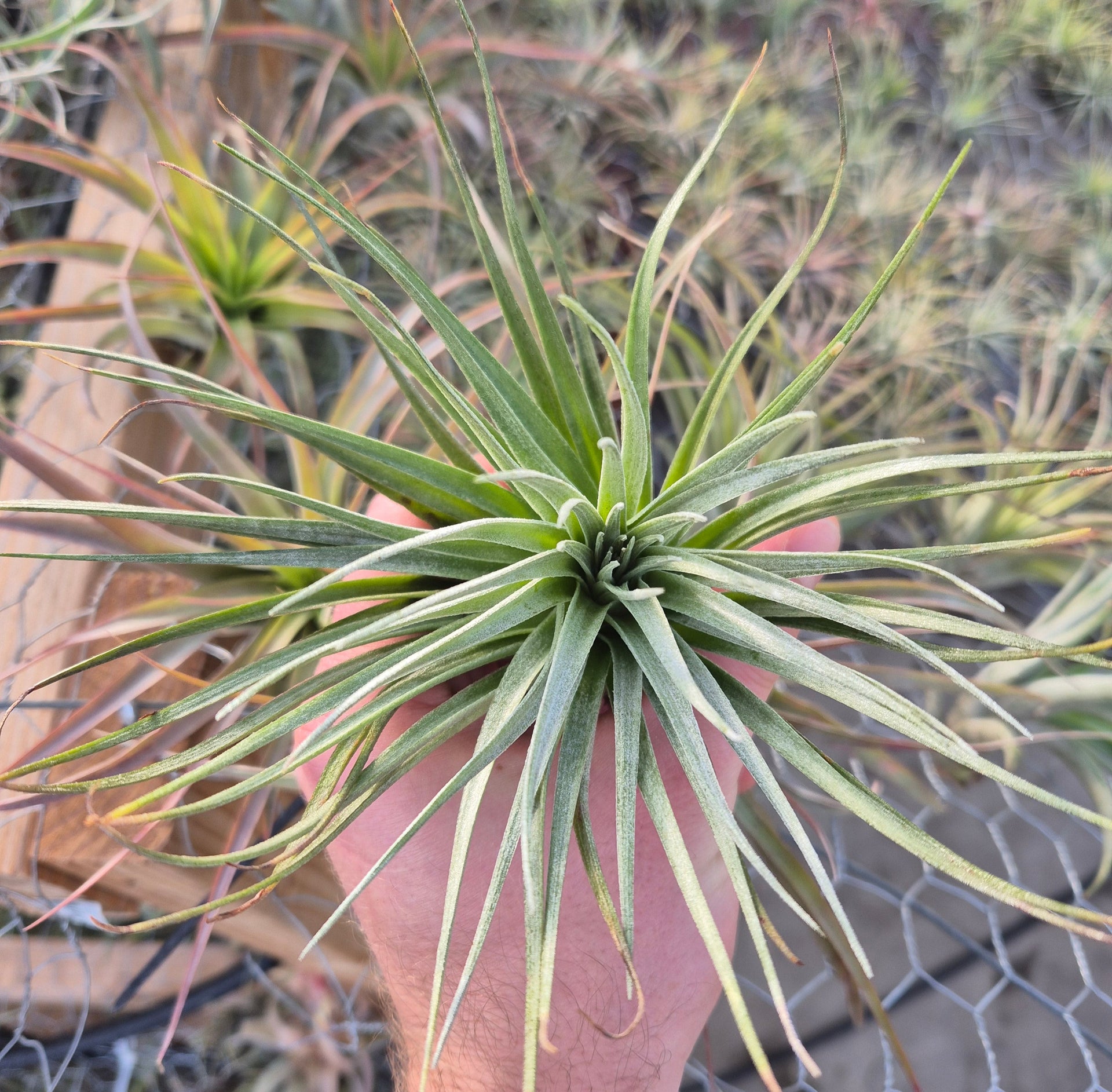 cotton candy pink air plant Tillandsia Houston Cotton Candy