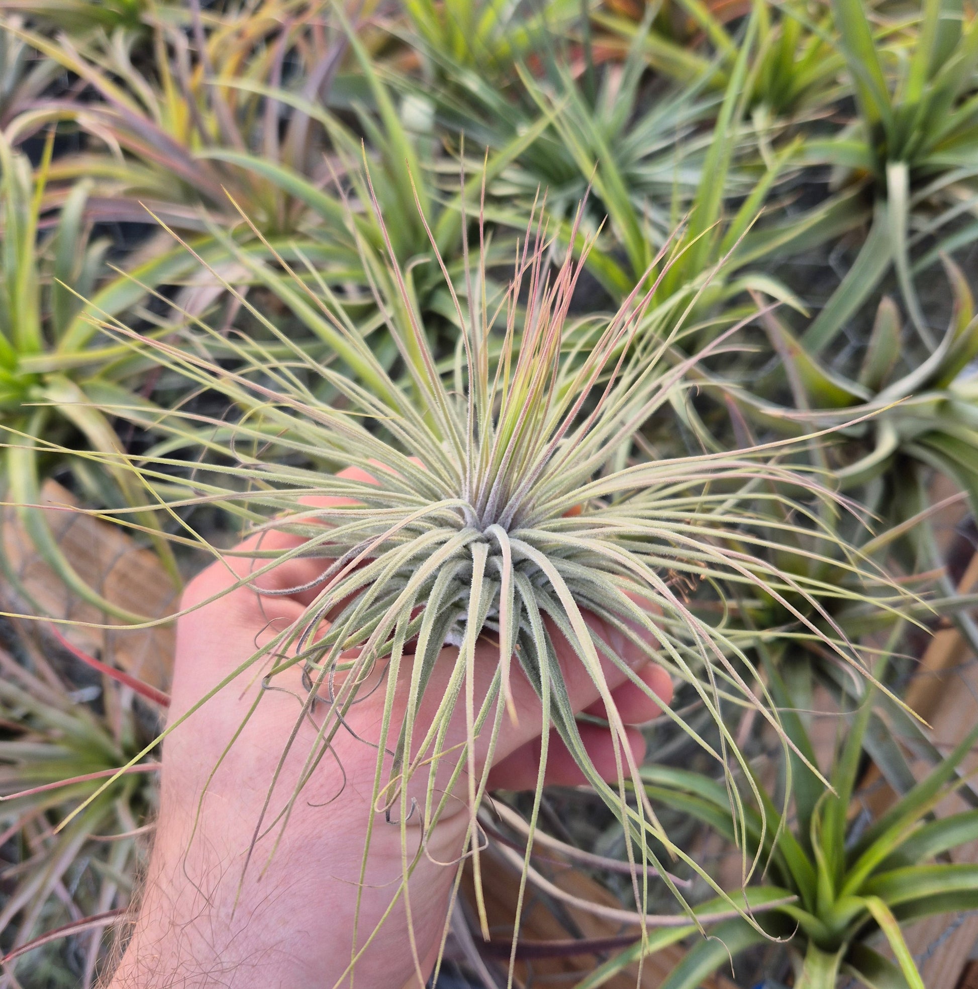 magnusiana air plant Tillandsia Magnusiana