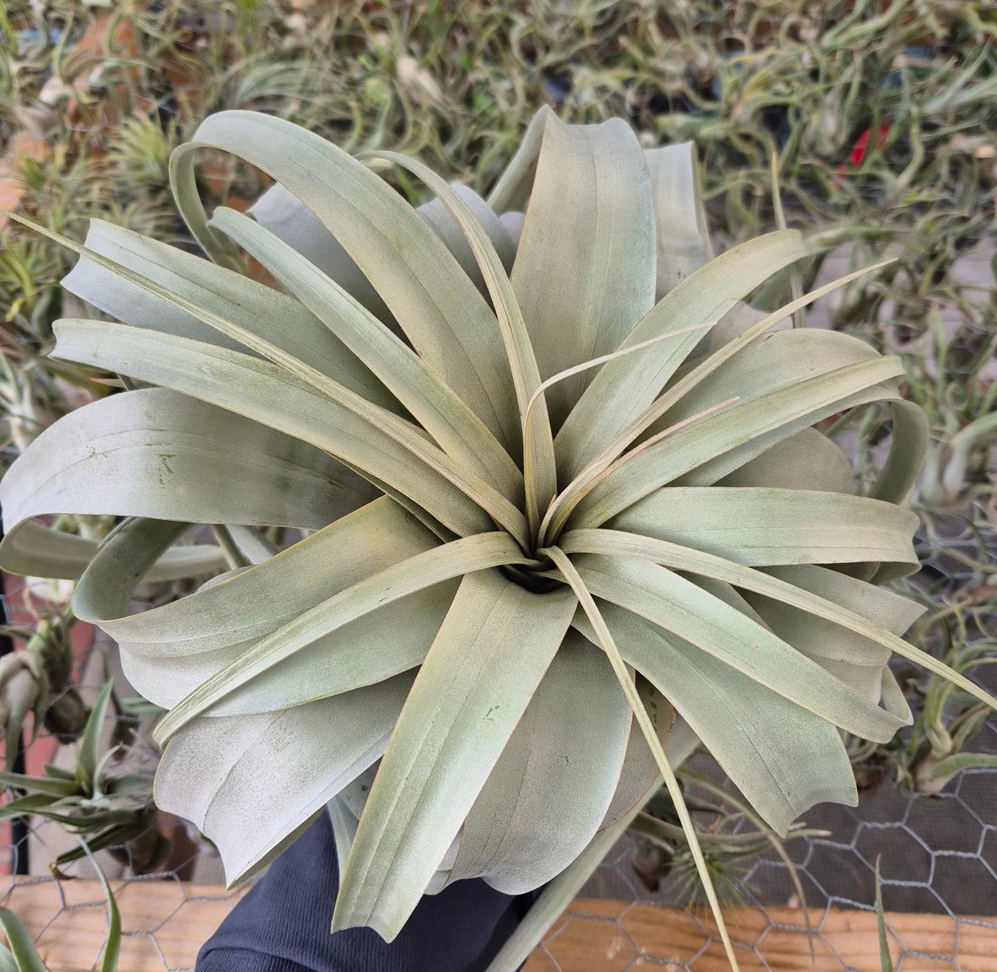 Tillandsia Xerographica