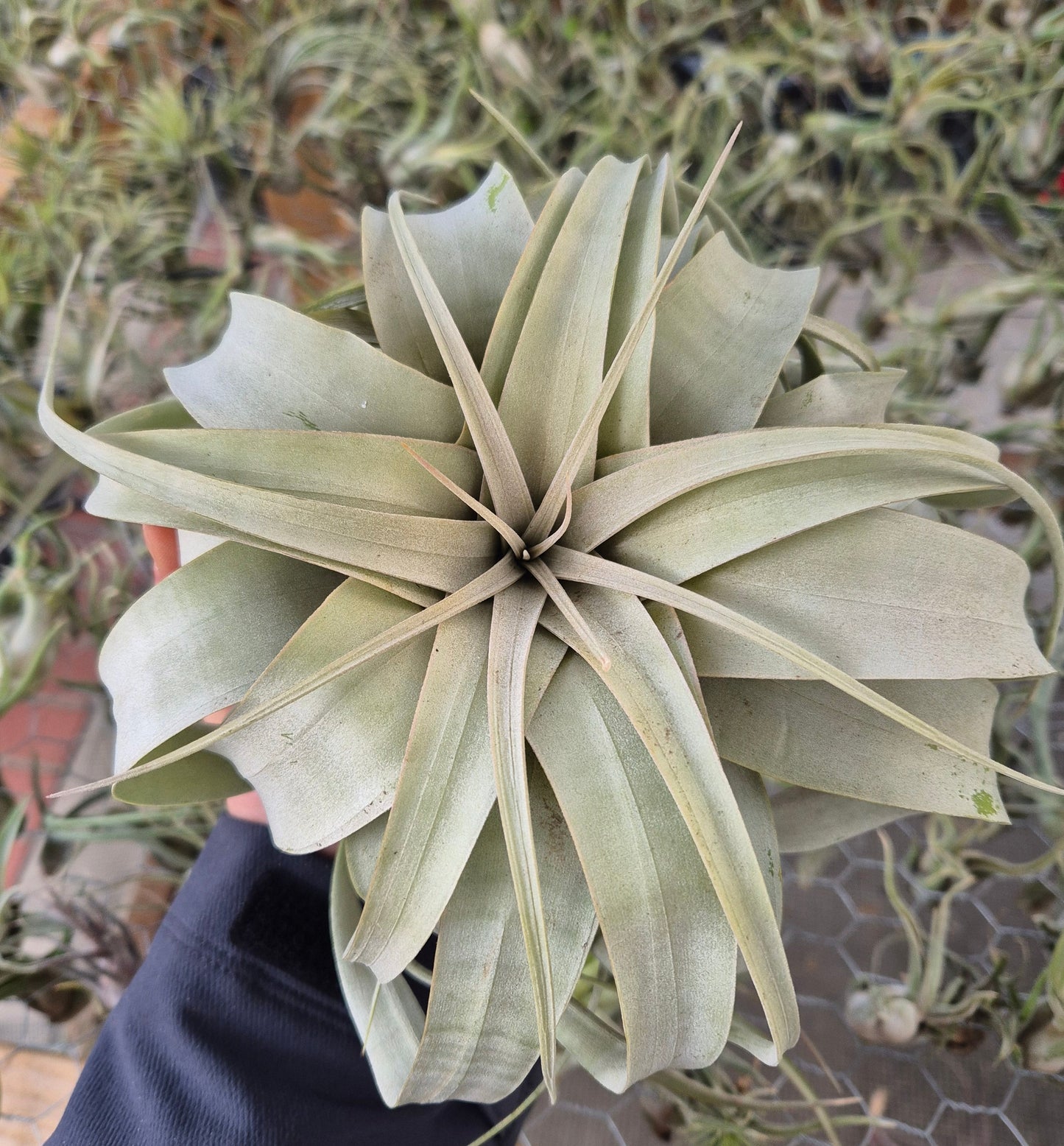 Tillandsia Xerographica