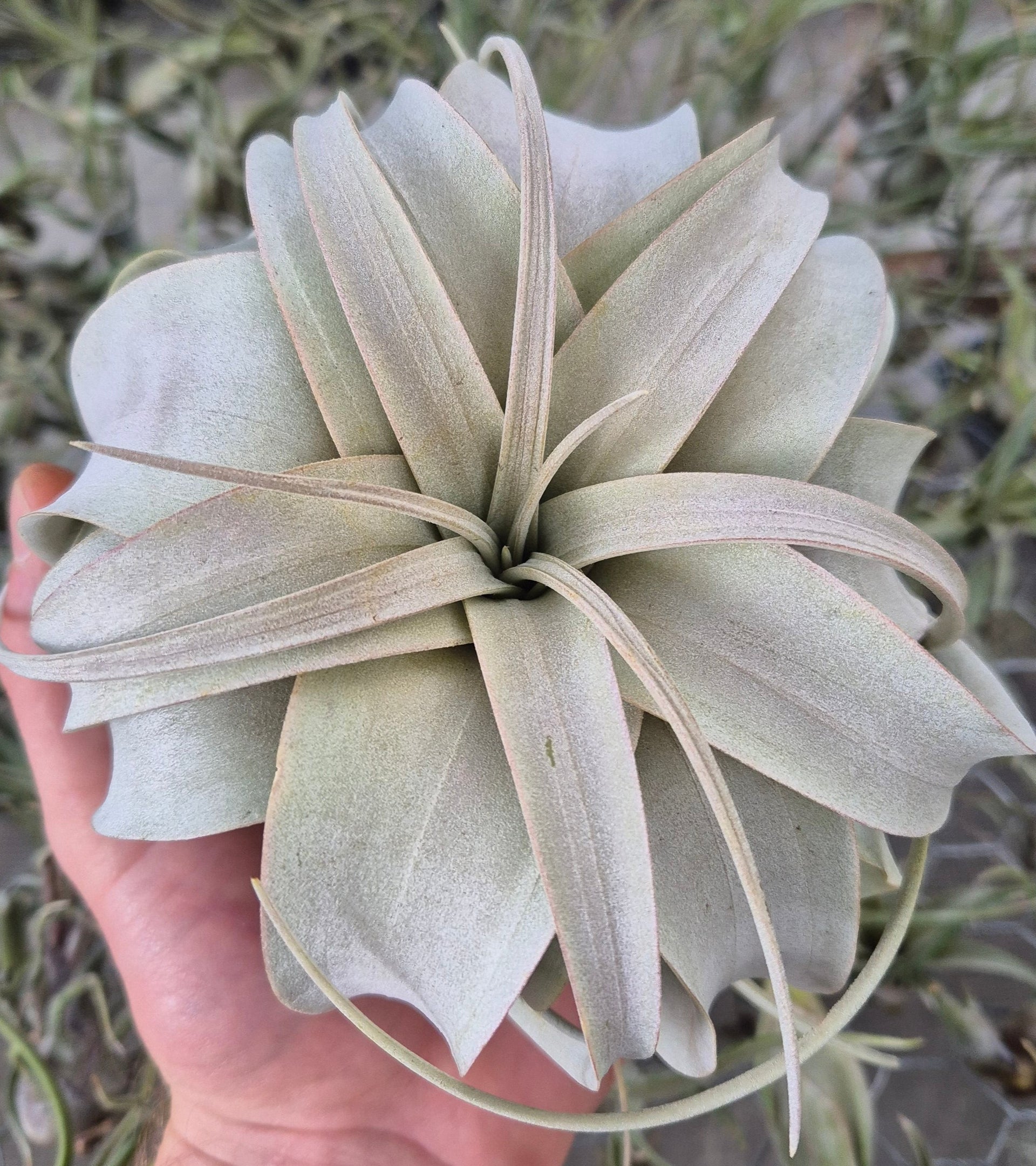 xerographica air plant for sale Tillandsia Xerographica – Air Plant Direct