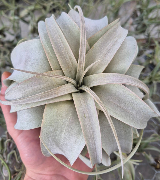 Tillandsia Xerographica