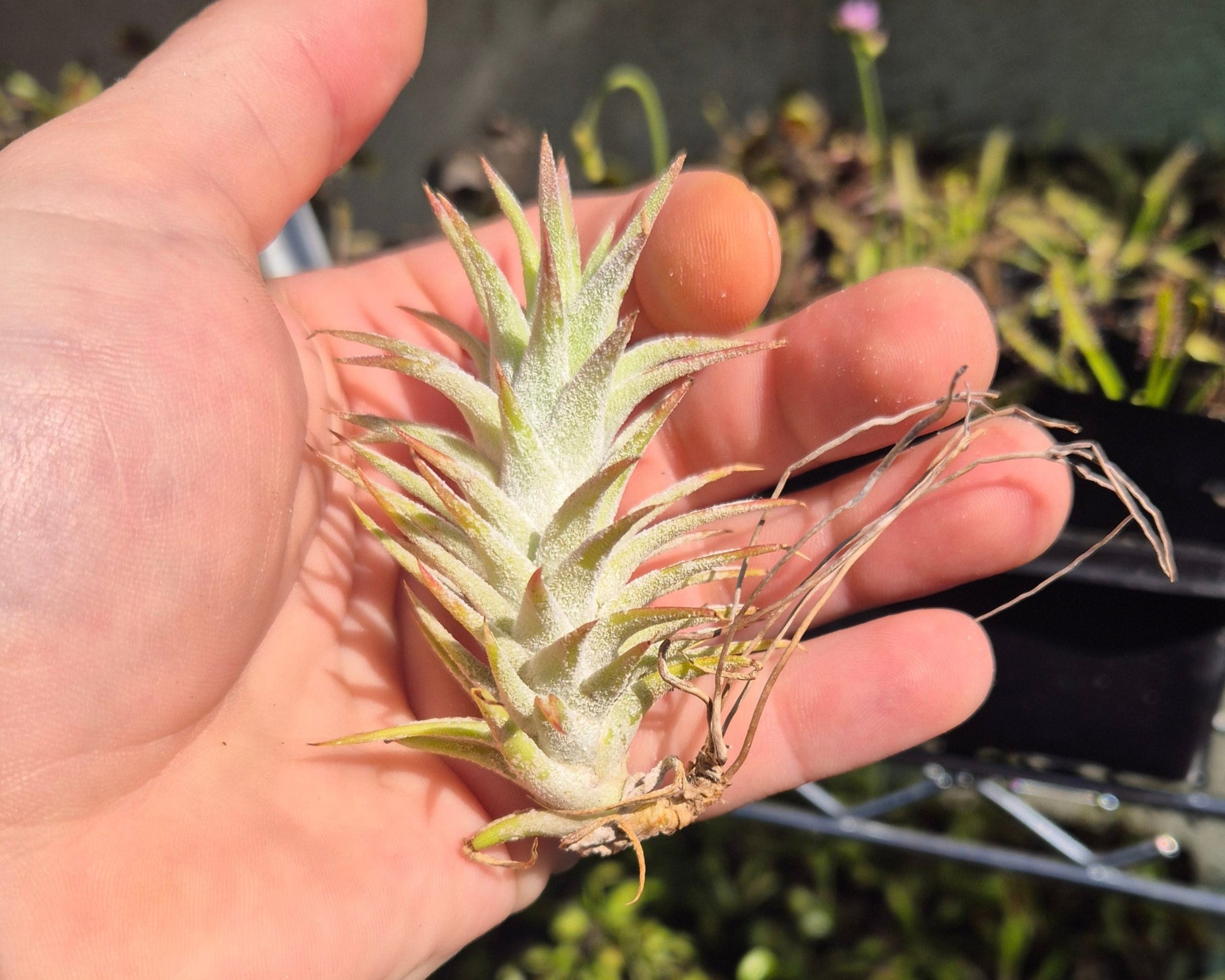 rare air plants Rare Ionantha Vanhyningii – Thick Leaves & Brilliant Red Bloom – Air Plant Direct