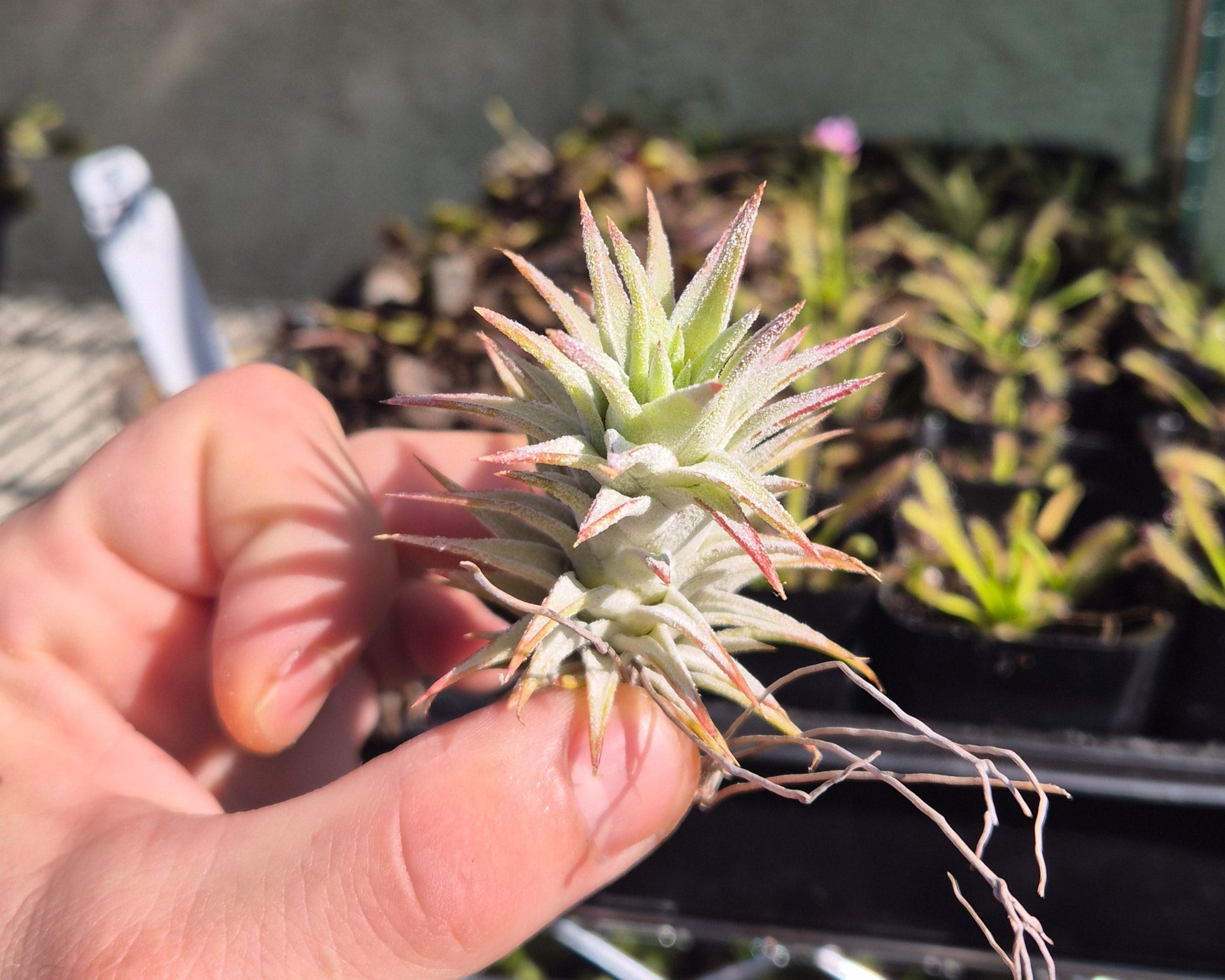vanhyningii air plant Rare Ionantha Vanhyningii – Thick Leaves & Brilliant Red Bloom – Air Plant Direct