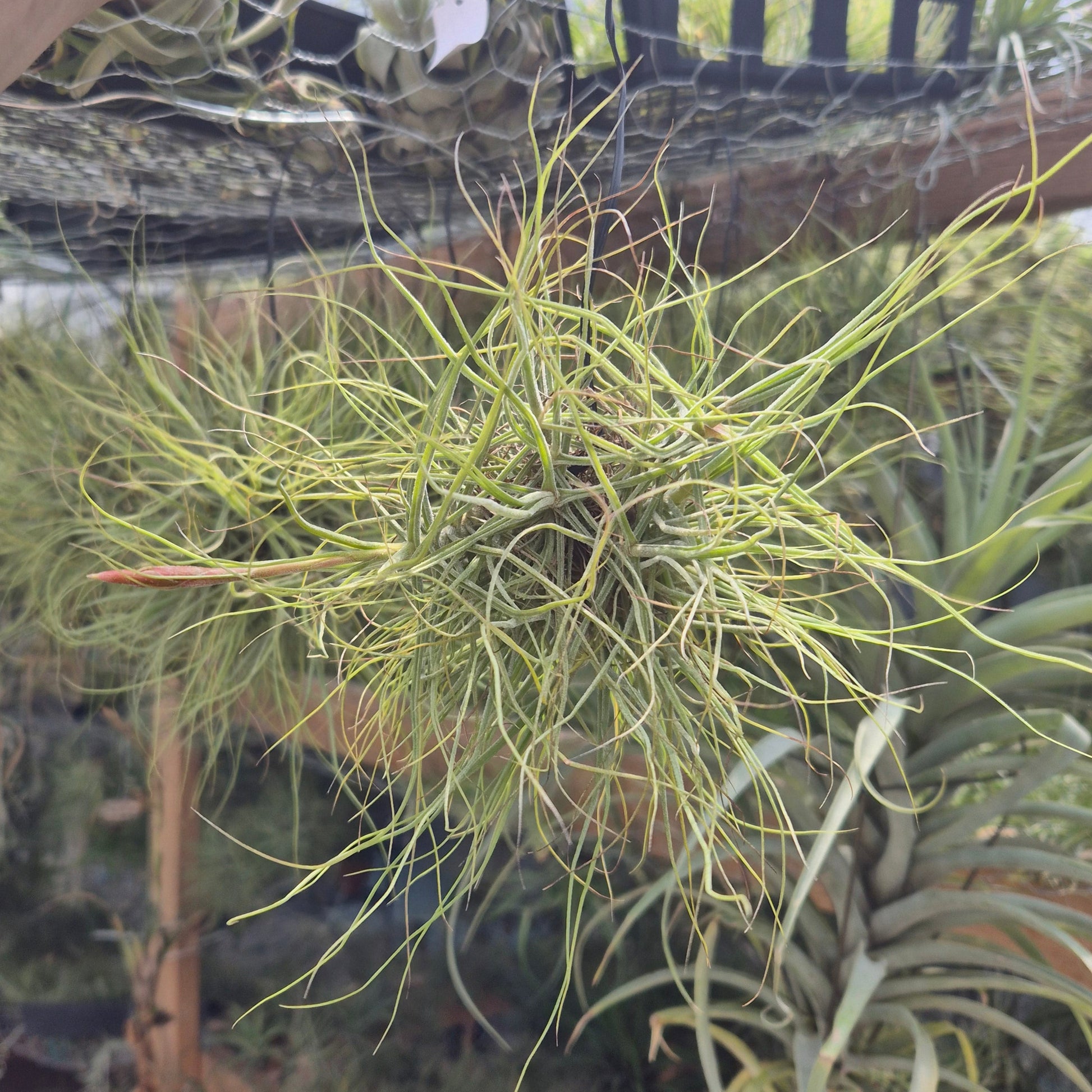 air plants wikipedia Tillandsia Schiedeana Hanging Clump
