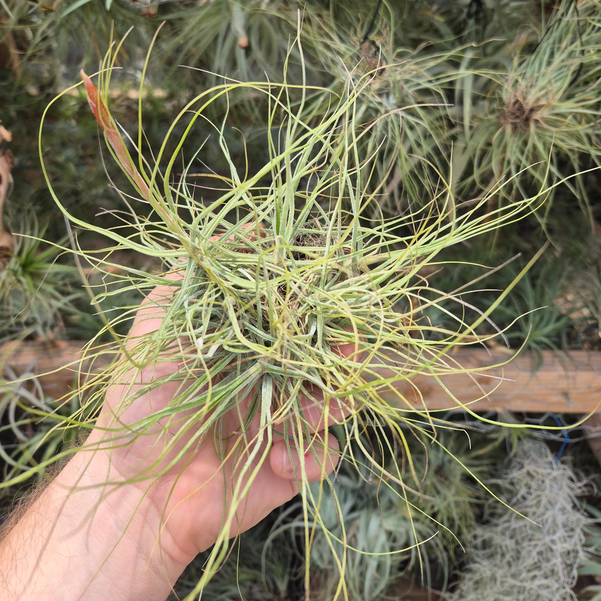 schiedeana air plant Tillandsia Schiedeana Hanging Clump